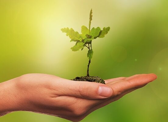 Hand holding a sapling to be planted.