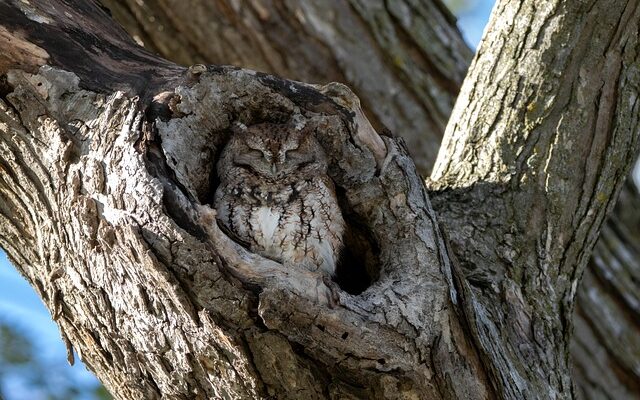 Owl sleeping in a tree