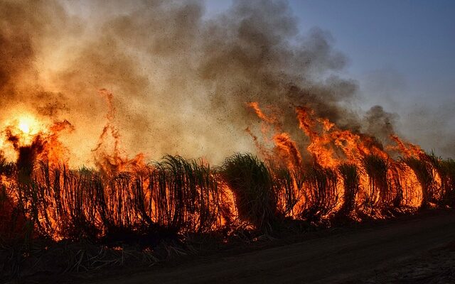 Photo of a brushfire